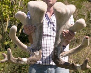 Altrive Red Deer Farm | NZ Big-Bulb Deer Velvet Antler