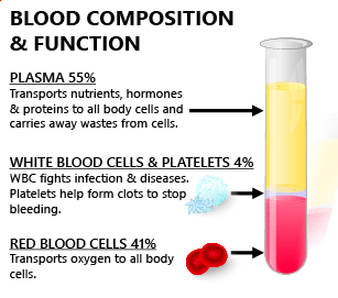 Blood composition and function of plasma, white blood cells platelets and red blood cells play to build strong immune system health